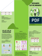 Segunda ley de Mendel: genotipos y fenotipos