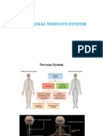 Peripheral Nervous System