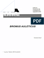 Bromus Auleticus.