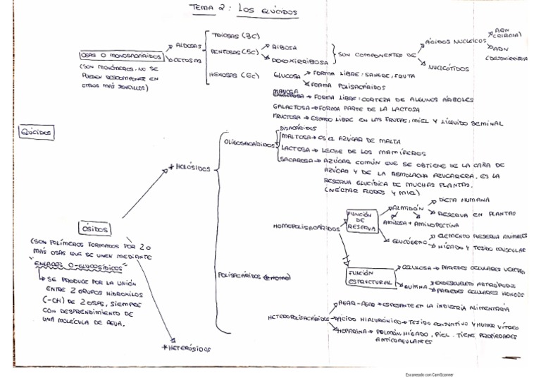 Esquema Tema 2 | PDF