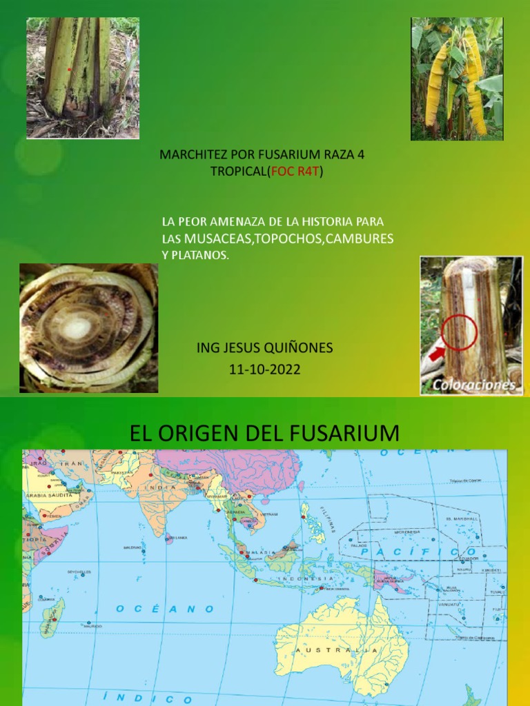 Foc R4T San Fernando | PDF