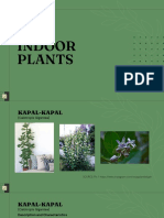 Hagonoy Plant: Invasive and Medicinal Uses | PDF | Leaf | Invasive Species