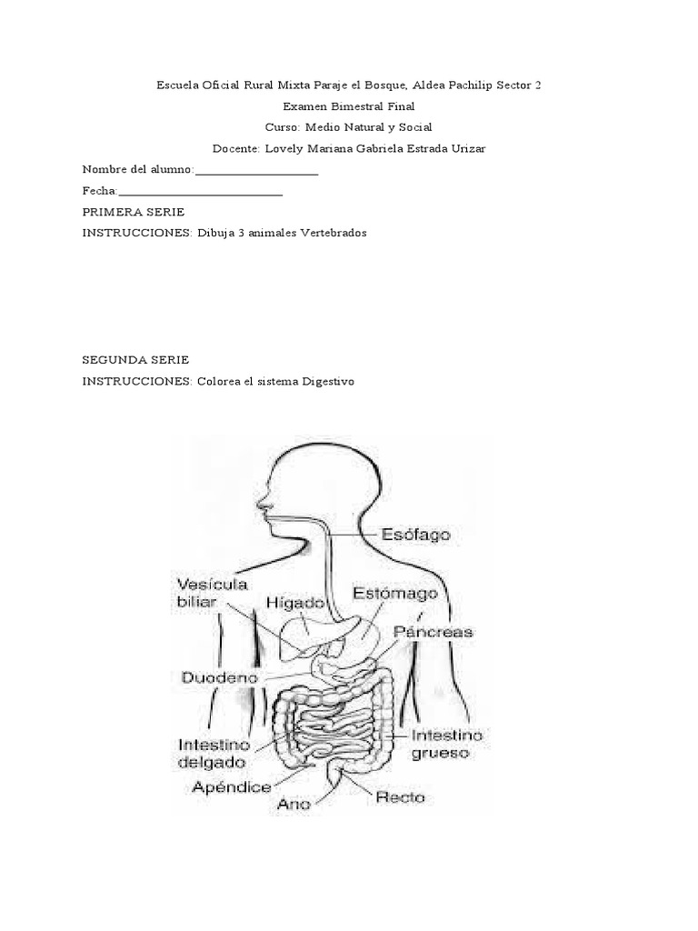 Examen Bimestral Medio Natural y Social | PDF