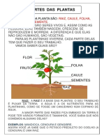 Partes Das Plantas Texto Informativo