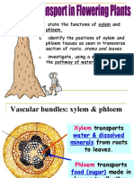 Xylem and phloem functions and distribution