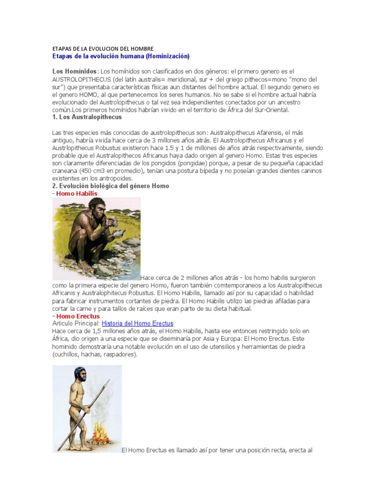 Etapas de la Evolución del Hombre | PDF | Homo | Evolución humana