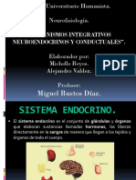 Sistema Endocrino2.