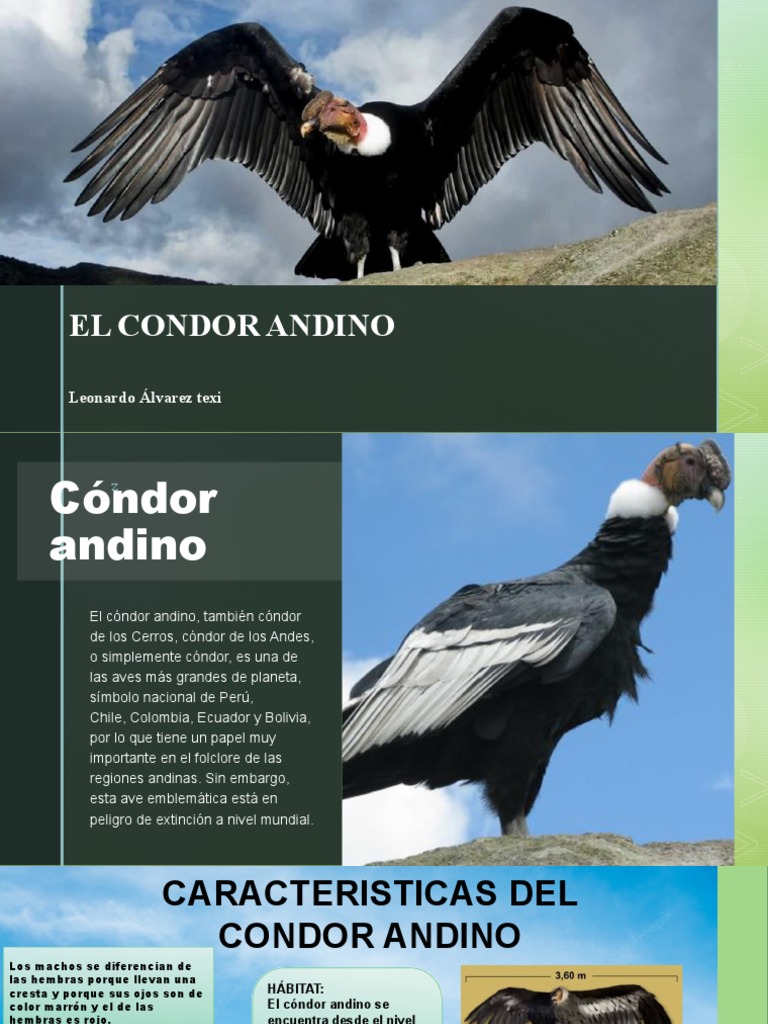 EL CONDOR ANDINO Leo | PDF | Andes | Aves