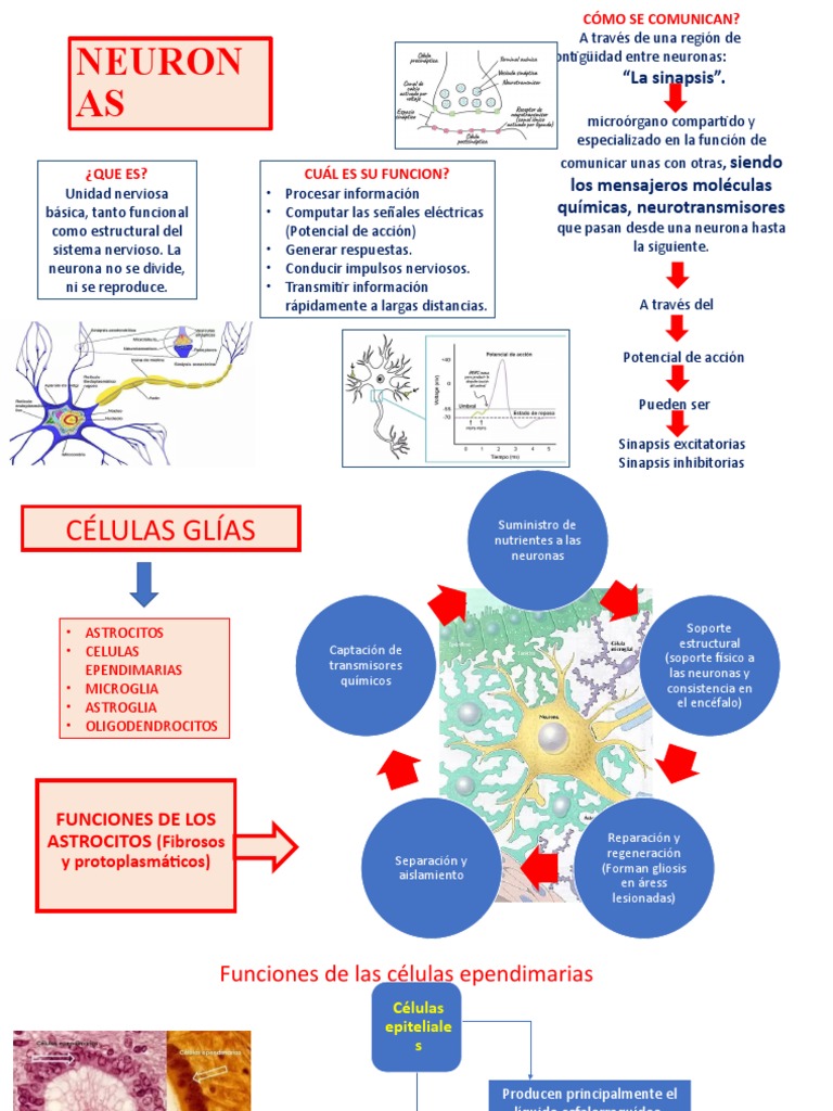 Funciones de Neuronas y Células Gliales | PDF | Sinapsis | Neurona