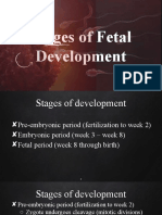 Stages of Fetal Development and the Changes that Occur