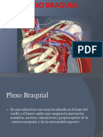 Plexo Braquial: Estructura nerviosa clave de la extremidad superior