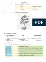 Guia de Repaso Plantas