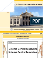 Genital Masculino y Femenino
