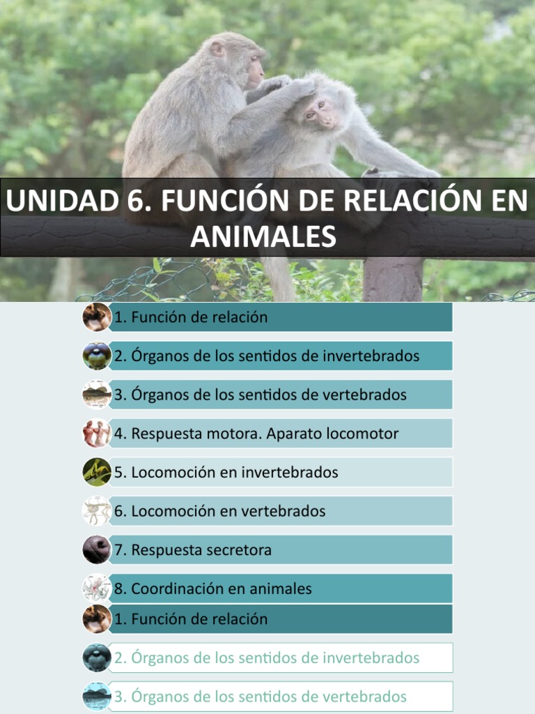 Unidad 6 - Función de Relación en Animales | PDF | Sistema nervioso ...