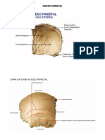 HUESO FRONTAL