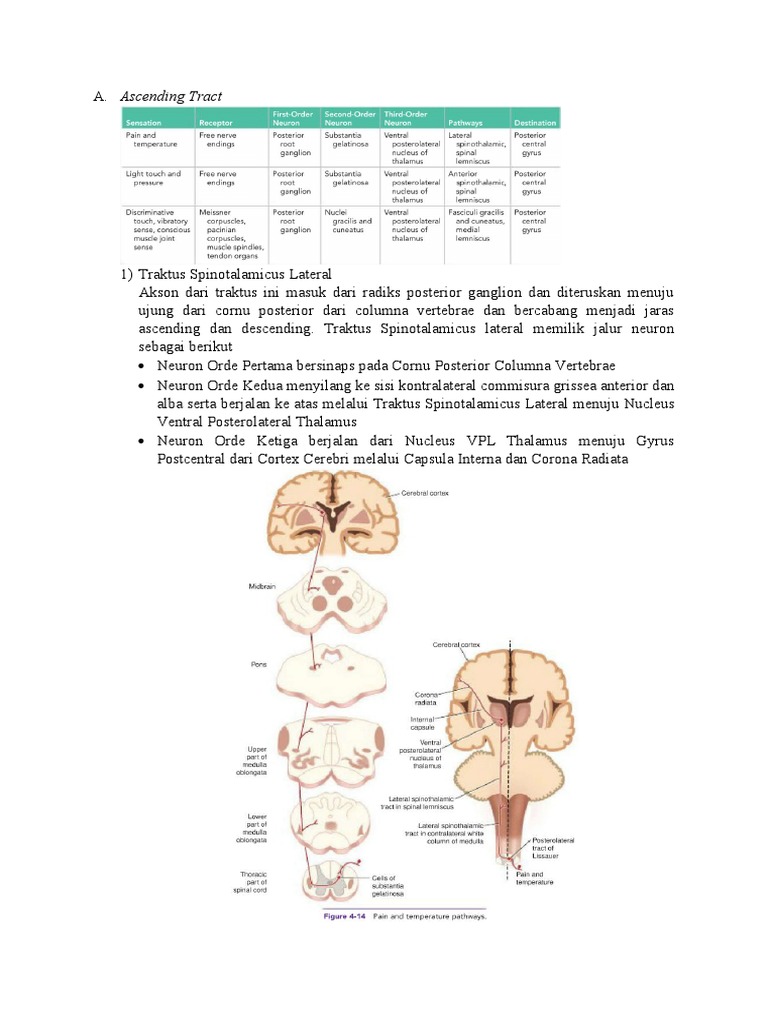 Jalur Sensorik dan Motorik Saraf | PDF