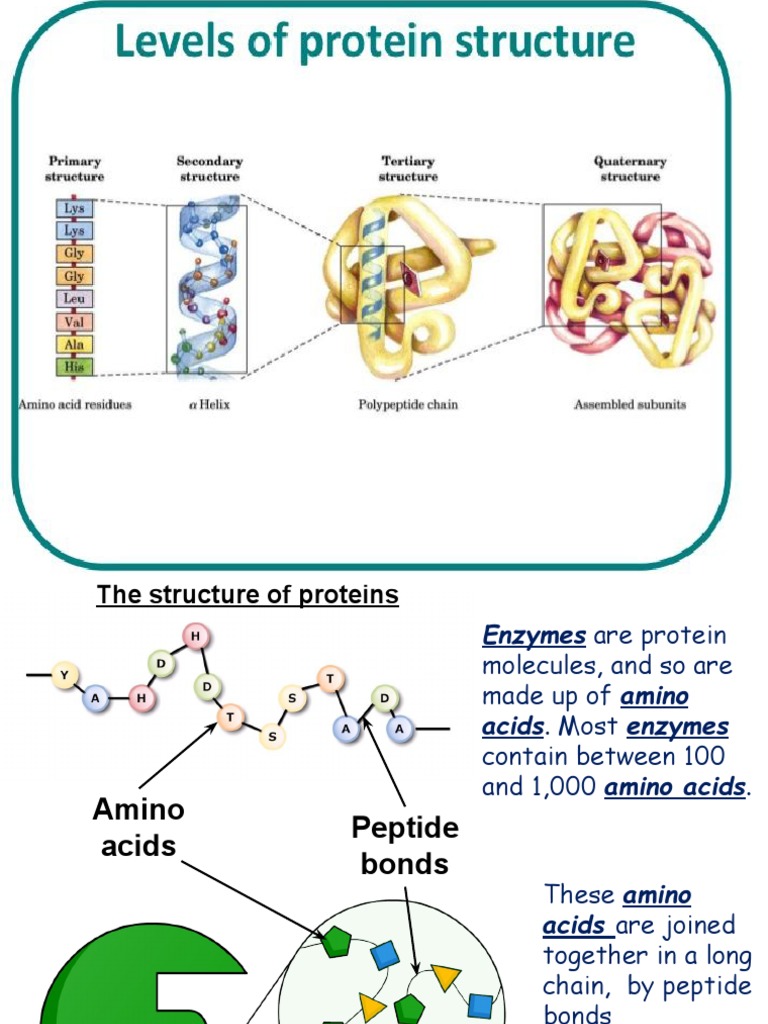 3a Enzymes Structure and Function | PDF | Enzyme | Active Site