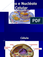 Núcleo celular: estrutura e função em