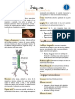 Traquea - Torax III - Resumo