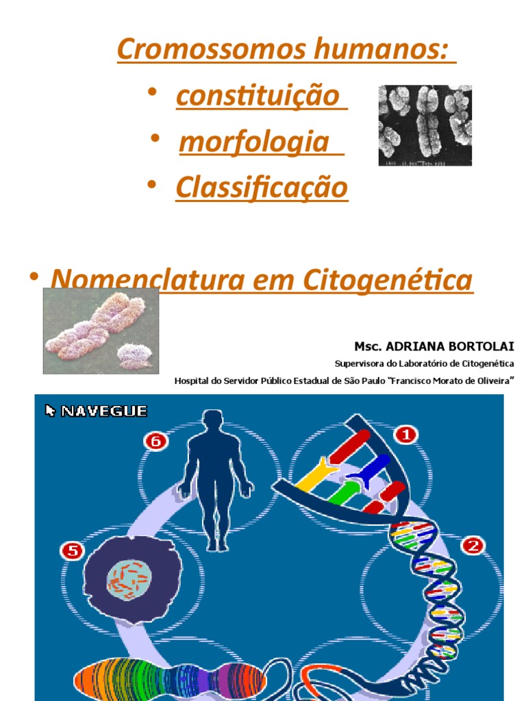 Cromossomos Humanos - Estrutura, Morfologia e Classificação ...