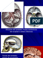 Cerebro y cerebelo: Estructuras y relaciones anatómicas