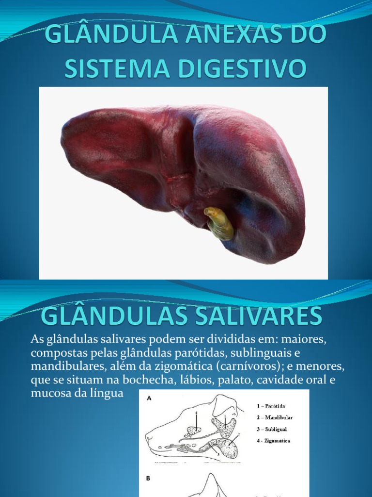 GLÂNDULAS SISTEMA Digestivo | PDF | Fígado | Epitélio