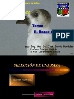 Razas Conejos