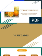 Citrus Sinensis Var Salustiana