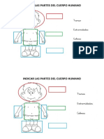 Indicar Las Partes Del Cuerpo Humano