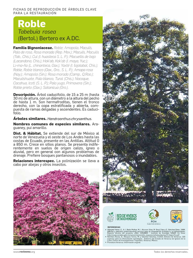 Características del Roble Tabebuia Rosea | PDF | Plantas | Botánica