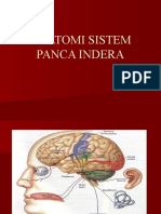 Anatomi Sistem Panca Indera