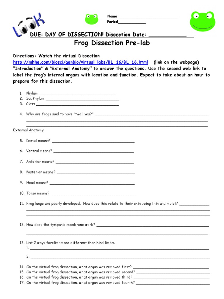 Frog Dissection Pre-Lab Worksheet | PDF | Heart | Vein