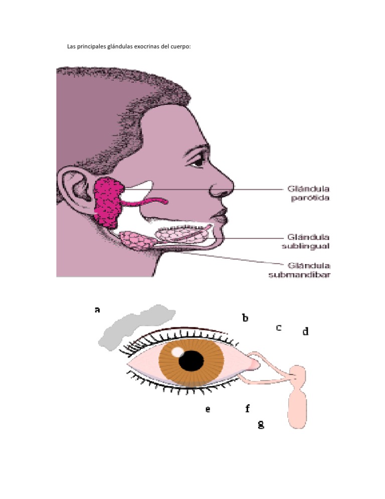 Las Principales Glándulas Exocrinas Del Cuerpo | PDF