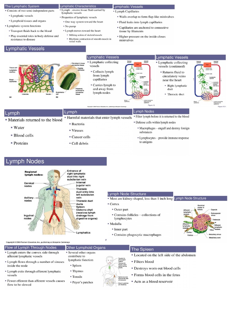 Lymphatic | PDF