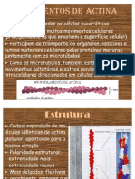 Filamentos de Actina - Apresentação Citoesqueleto