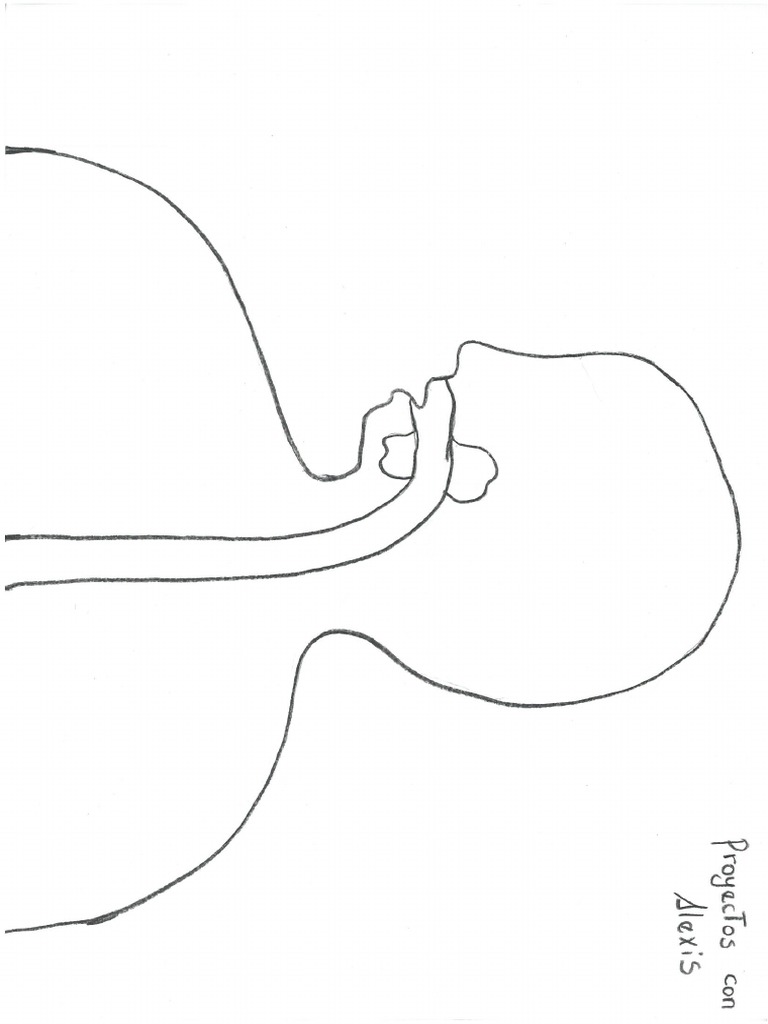 Plantilla Sistema Digestivo Pdf