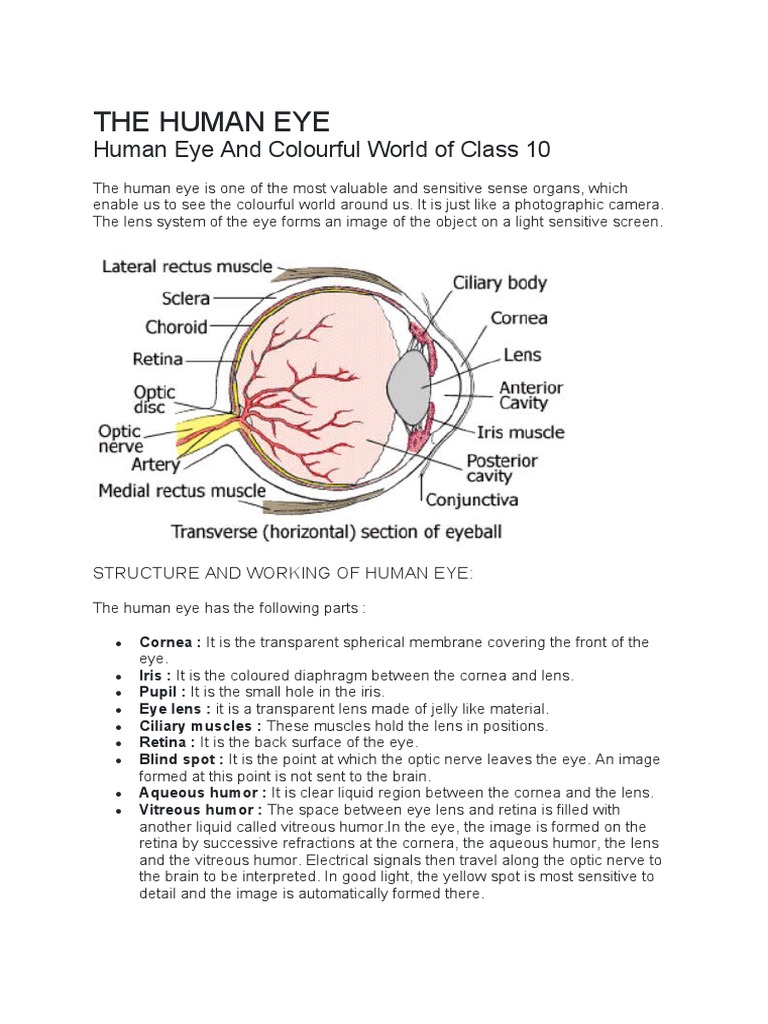 Human Eye and Colourful World (PW) | PDF | Eye | Myopia