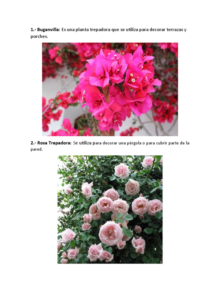 Tarea Plantas | PDF