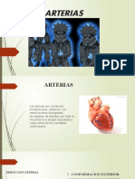 Arterias Del Cuerpo Humano