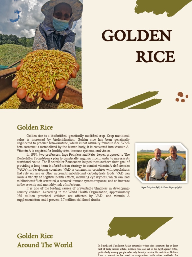 Golden Rice | PDF | Vitamin A | Vitamin