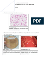 Laprak Enterobacteriaceae Non Lactose Fermenter