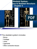 Anatomy Skeletal Tissue - Chap 5