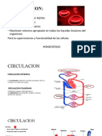 Circulacion Sanguinea Feli 1