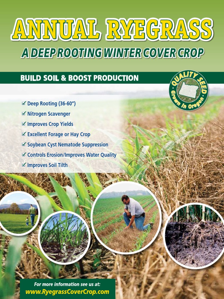 Annual Ryegrass: Winter Cover Crop Benefits | PDF | Soil | Tillage