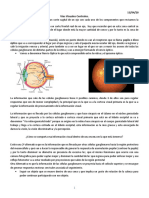 NeuroFIsiologia - Vias Visuales Centrales