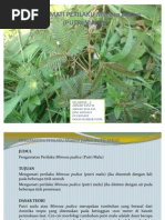 Pengamatan Perilaku Mimosa Pudica (Putri Malu)