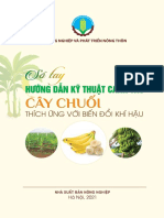 Cay Chuoi