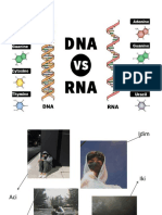 DNA Dan RNA Kelompok 5
