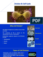 6 Cell Division Cell Cycle 1633188130443