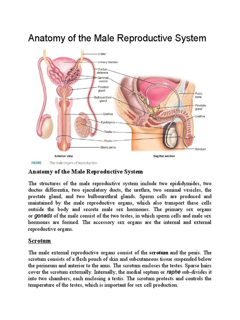 Anatomy of the Male Reproductive System: A Comprehensive Overview of ...